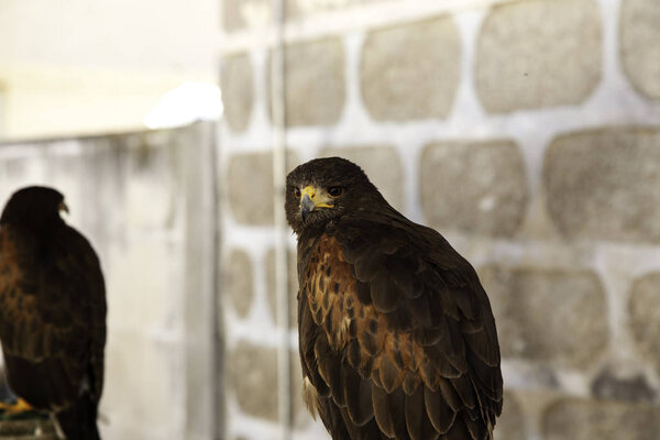 Wild eagle falconry