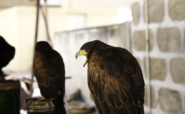 Wild eagle falconry — ストック写真