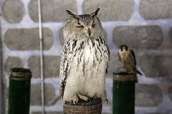 Owl real falconry — Stock Photo, Image