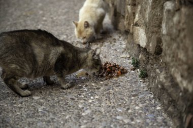 Terk edilmiş kediler sokak