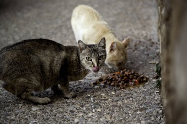 Terk edilmiş kediler sokak