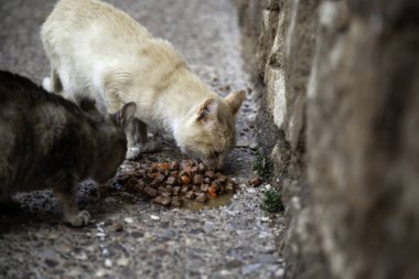 Terk edilmiş kediler sokak