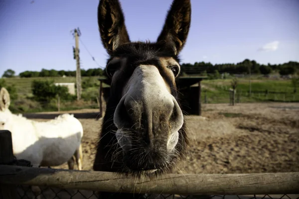 Donkeys on farm — Stock Photo, Image