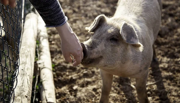 Porcs à la ferme — Photo