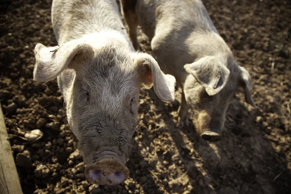 Pigs on farm — Stock Photo, Image