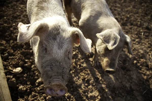 Porcs à la ferme — Photo