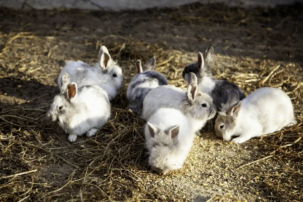 Quinta de coelhos angorá — Fotografia de Stock