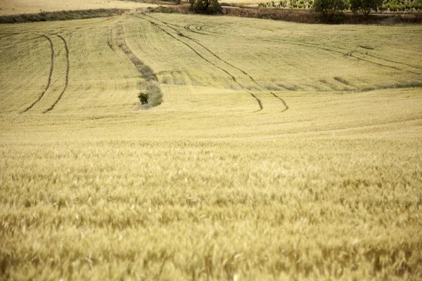 Pšeničná pole — Stock fotografie