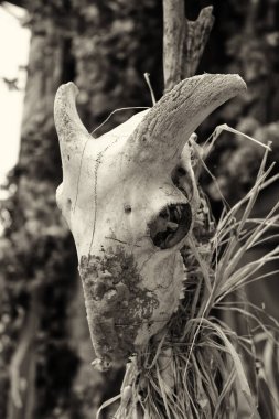 Hint keçi kafatası