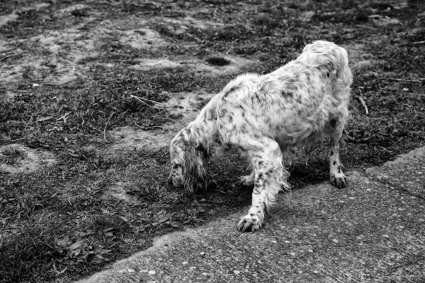 Parque do cão de caça — Fotografia de Stock