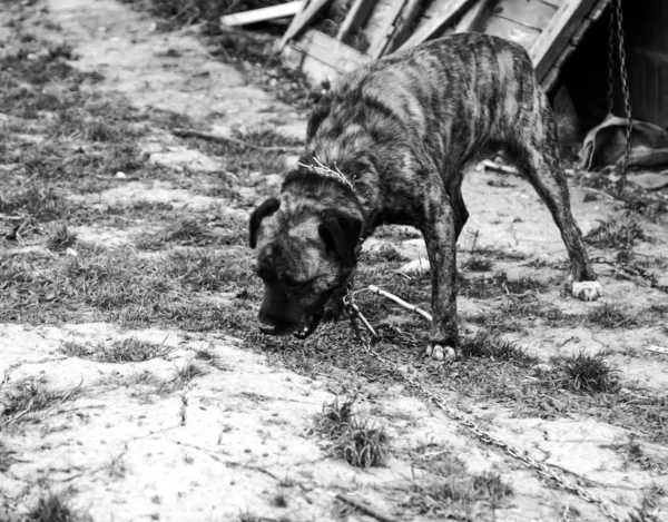 Cane legato abbandonato — Foto Stock