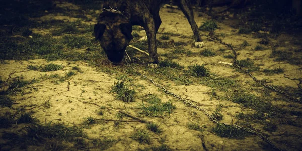 Cão amarrado abandonado — Fotografia de Stock