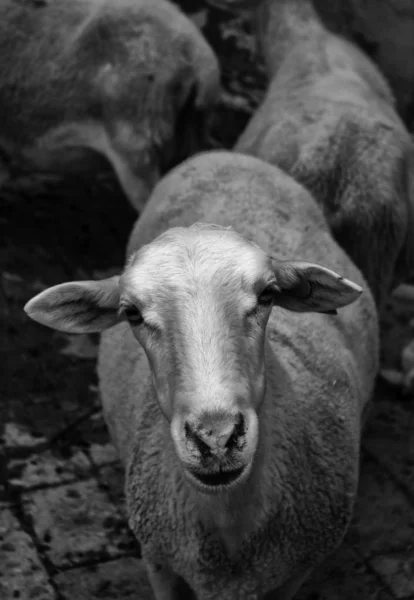 Abattoir de la Porte des Chèvres — Photo