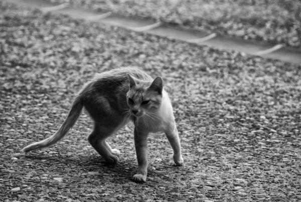 猫被遗弃的街道 — 图库照片