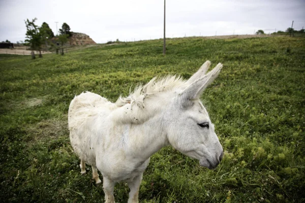 Burros en la granja — Foto de Stock