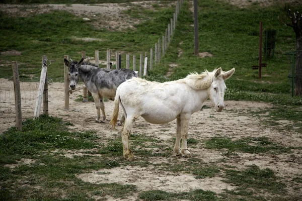 Osli na farmě — Stock fotografie