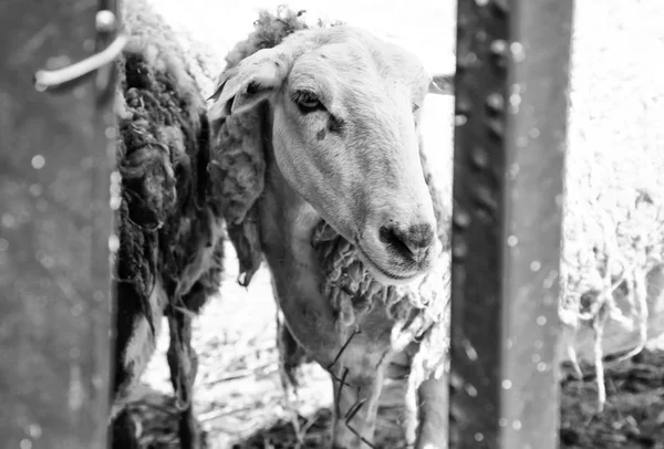 Moutons dans la ferme — Photo