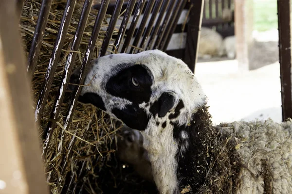 Sheep in farm — Stock Photo, Image