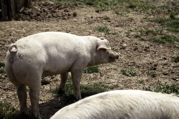 Babi di peternakan — Stok Foto