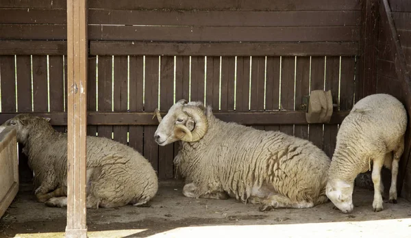 在农场中的羊 — 图库照片