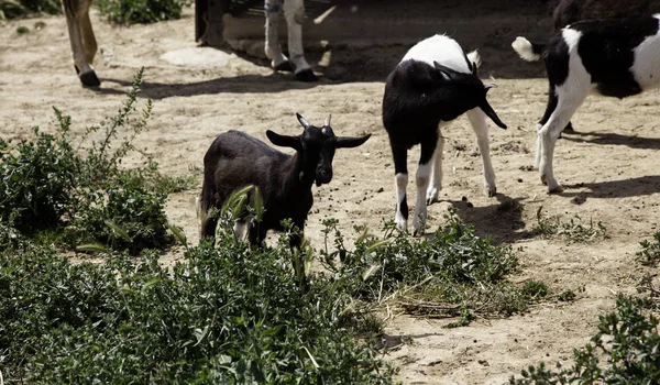 Chèvre dans la ferme — Photo