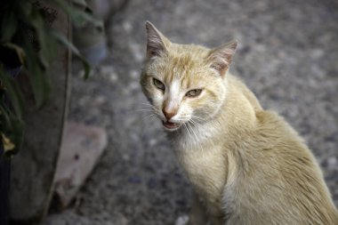 Terk edilmiş kediler sokak