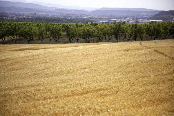 Wheat fields — Stock Photo, Image