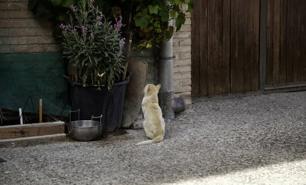 버려진 고양이 — 스톡 사진
