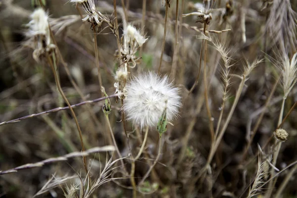 Planta de diente de león — Foto de Stock