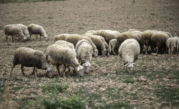 Пастбище овец — стоковое фото