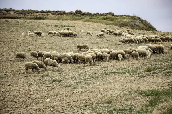 Campo pascolo ovini — Foto Stock