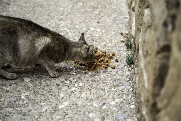 Elhagyott macskák utca — Stock Fotó