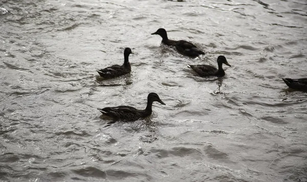 Enten im Fluss — Stockfoto