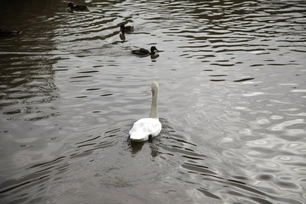 Swans in river — Stock Photo, Image