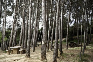 Orman ağaçları ile