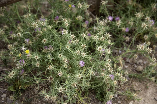 Cactus plantes — Photo