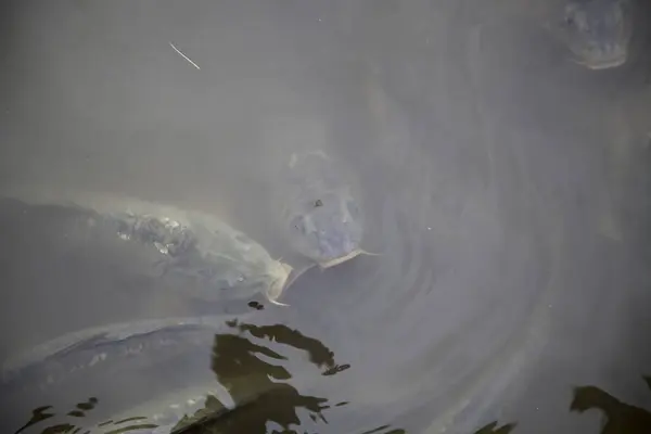 川の鯉 — ストック写真