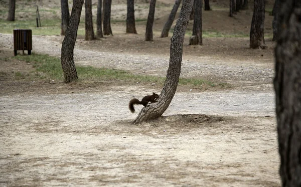 Scoiattolo nella foresta — Foto Stock