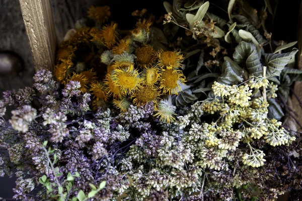 Ervas e plantas medicinais — Fotografia de Stock