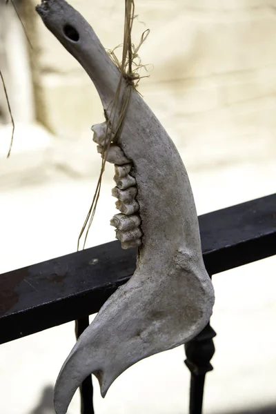 Hint keçi kafatası — Stok fotoğraf