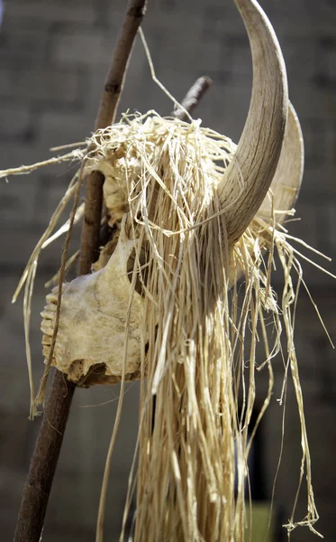 Crânio de cabra indiano — Fotografia de Stock