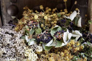 Otlar ve şifalı bitkiler