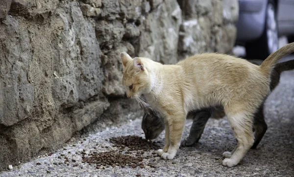 Sokak kedi yemek — Stok fotoğraf