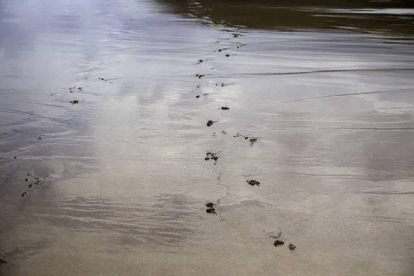 Ślady stóp na plaży — Zdjęcie stockowe