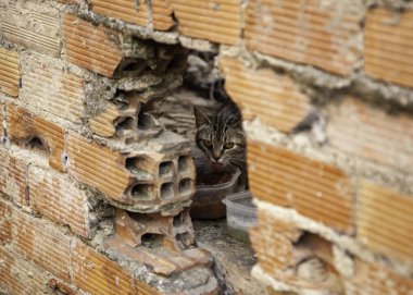 terk edilmiş kediler