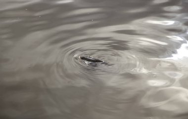 Nehirde carps
