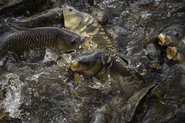 Carps in river — Stock Photo, Image