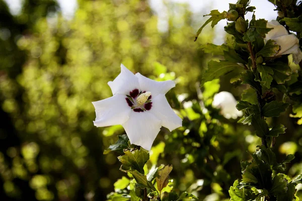 Flowers in the garden — Stock Photo, Image