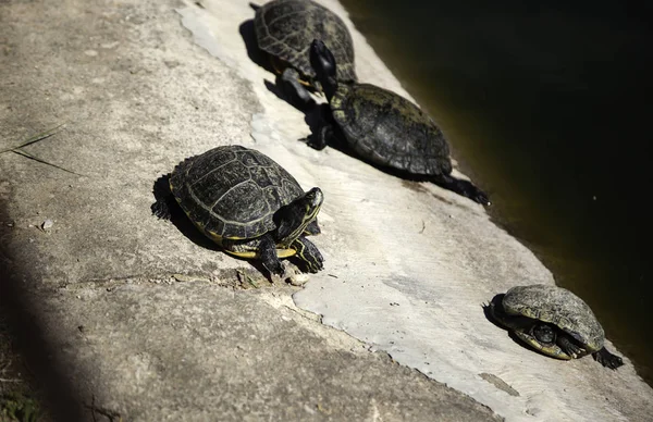 Schildkröten auf dem See — Stockfoto