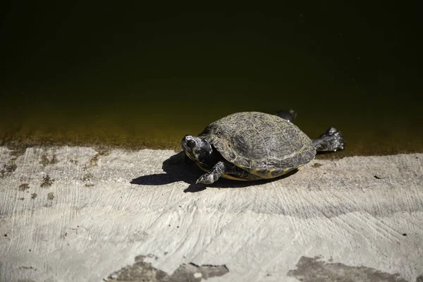 Sköldpaddor på sjön — Stockfoto